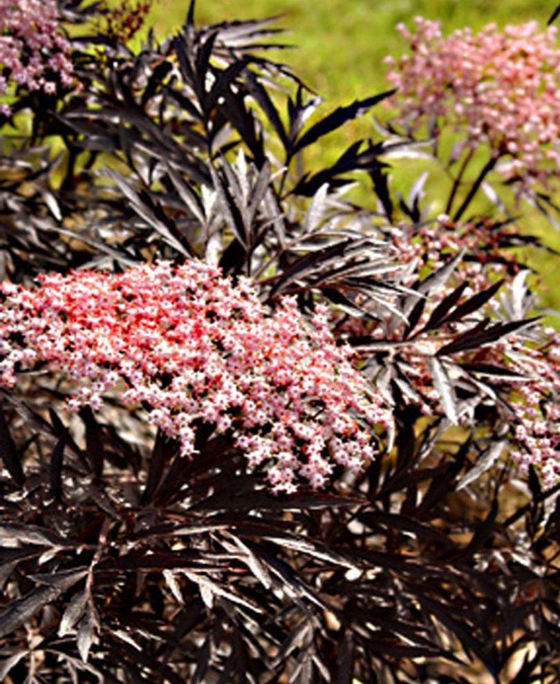 Black Lace® Elderberry