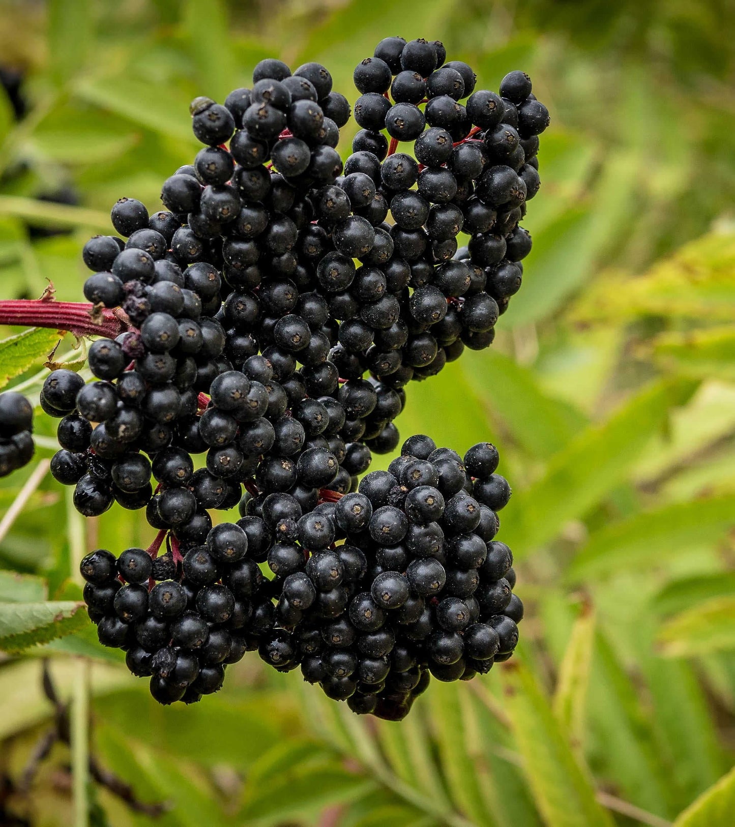 Bob Gordon Elderberry