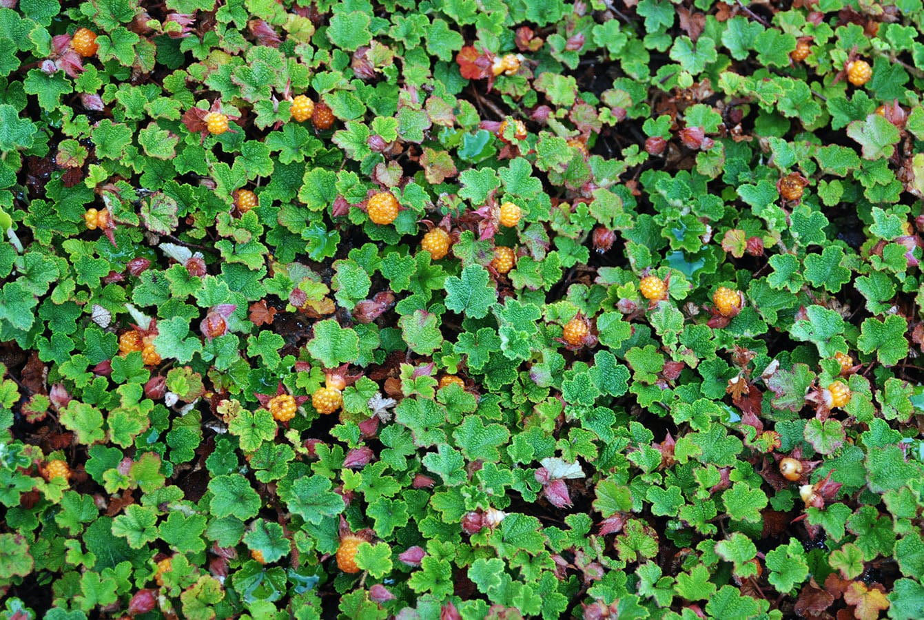 Emerald Carpet Raspberry