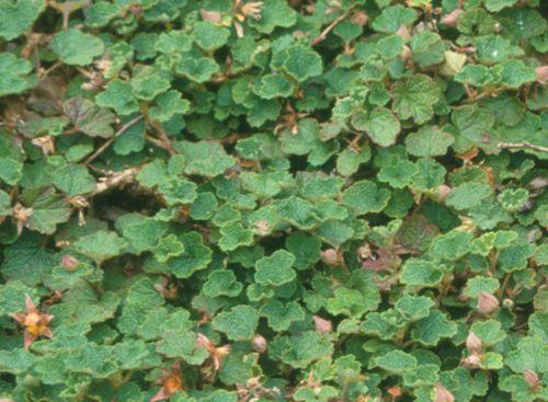 Emerald Carpet Raspberry