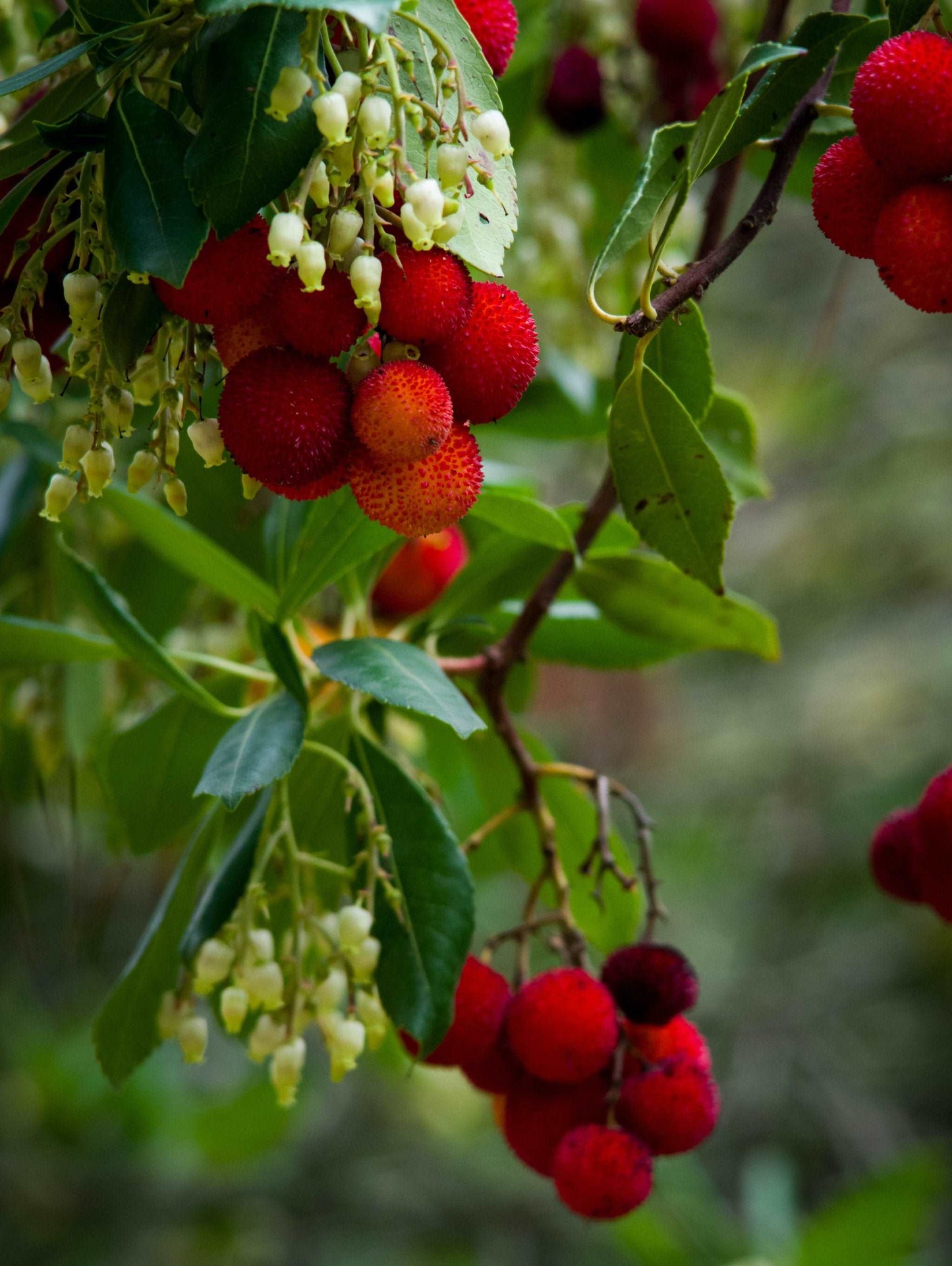 Marina Strawberry Tree