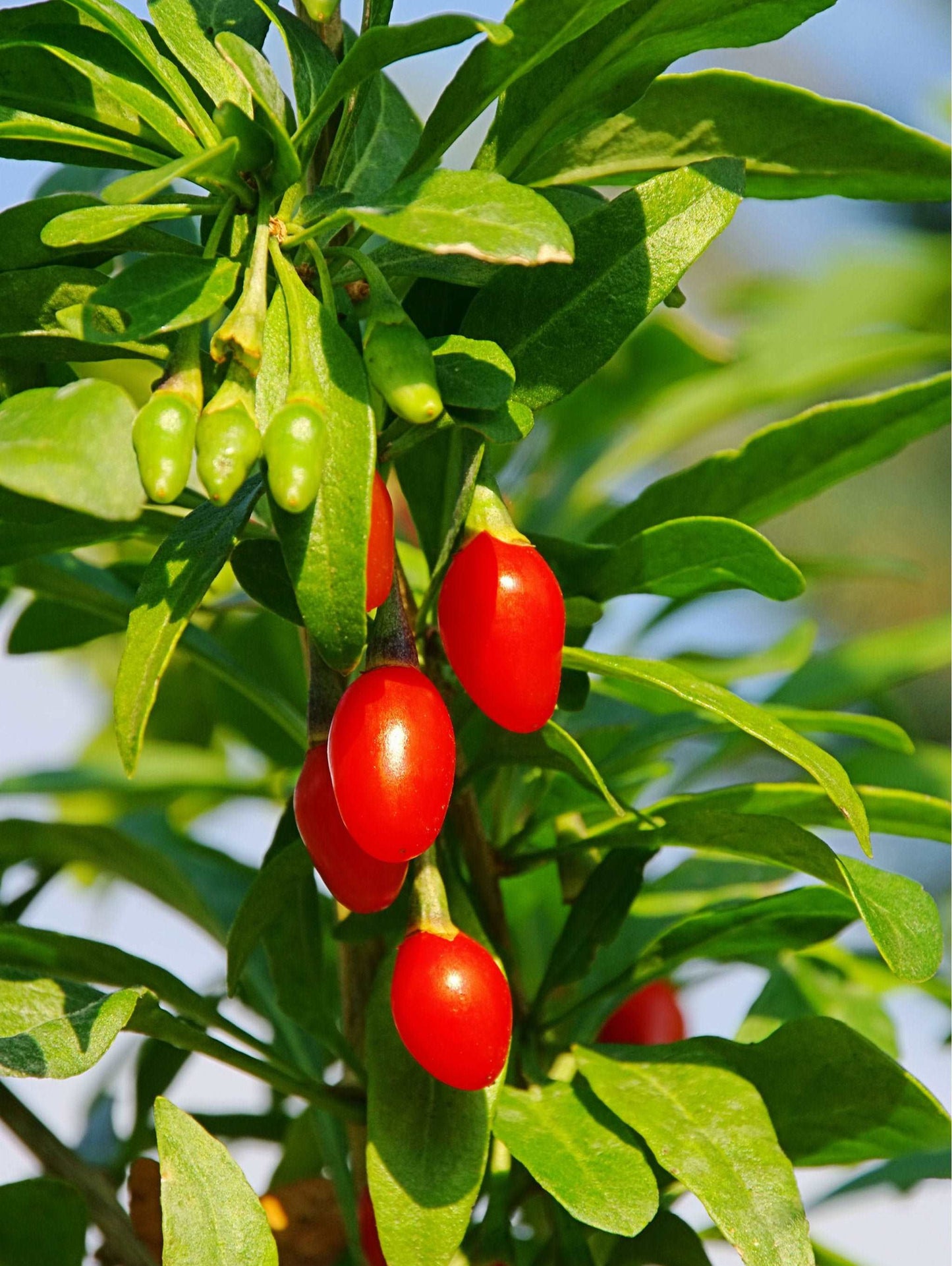 Phoenix Tears Goji Berry