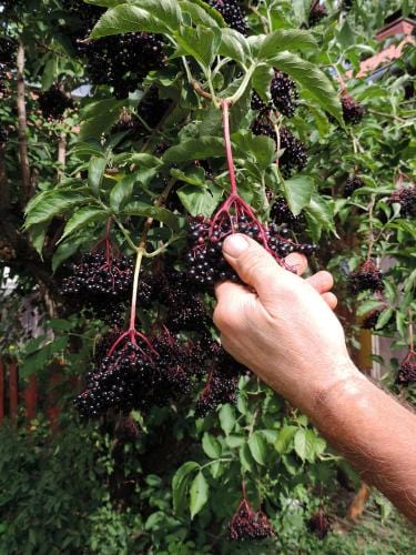 Samdal Elderberry