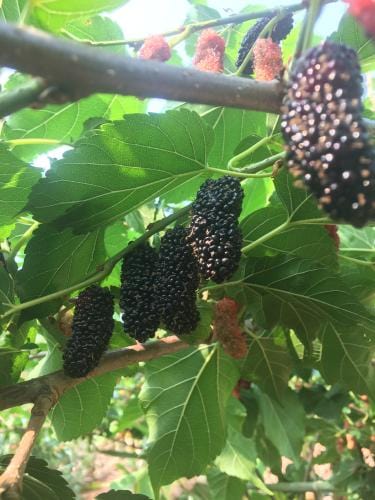 Illinois Everbearing Mulberry