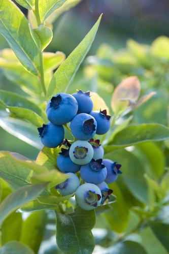 Blueray Blueberry