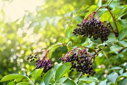 Haschberg Elderberry