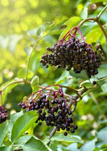 Sampo Elderberry