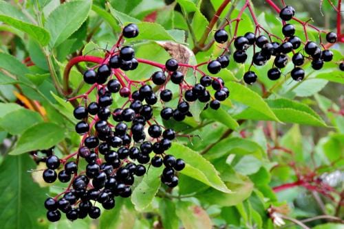 Allesoe Elderberry